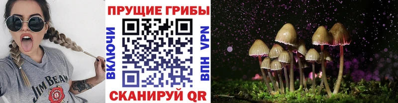 Псилоцибиновые грибы MAGIC MUSHROOMS  наркота  Камызяк 